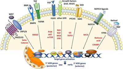 HOX genes in stem cells: Maintaining cellular identity and regulation of differentiation